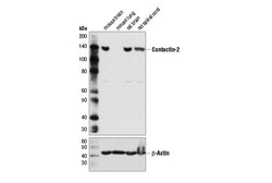 Cell Signaling Technology&nbsp;Contactin-2 D4M7G Rabbit mAb