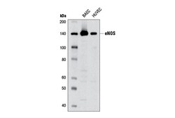 Cell Signaling Technology&nbsp;eNOS 6H2 Mouse mAb BSA and