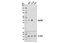 Cell Signaling Technology&nbsp;EpCAM D1B3 Rabbit mAb 100 ul