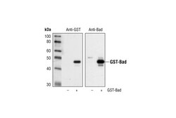 Cell Signaling Technology&nbsp;GST-Tag 91G1 Rabbit mAb 20 u
