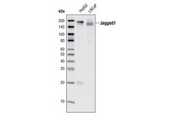 Cell Signaling Technology&nbsp;Jagged1 28H8 Rabbit mAb 20 u