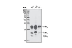 Cell Signaling Technology Bim C34C5 Rabbit mAb BSA an