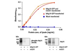 Cell Signaling Technology&nbsp;PathScanR RP Total Atg14 San