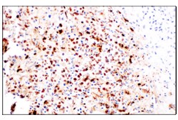 Cell Signaling Technology&nbsp;Citrullinated Histone H3 Arg2