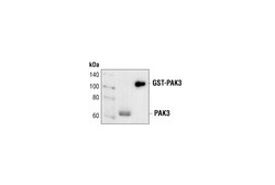 Cell Signaling Technology&nbsp;PAK3 Antibody 20 ul