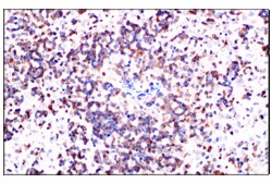 Cell Signaling Technology&nbsp;LZTFL1 E9R7T Rabbit mAb 100