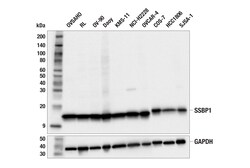 Cell Signaling Technology&nbsp;SSBP1 F4E9N Rabbit mAb 100 u