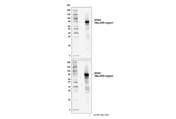 Cell Signaling Technology&nbsp;AP4B1 Antibody 100 ul