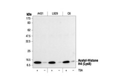 Cell Signaling Technology&nbsp;Acetyl-Histone H4 Lys8 Antib