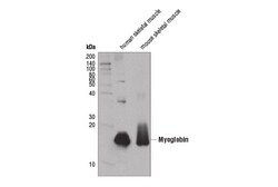 Cell Signaling Technology&nbsp;Myoglobin D2F5X Rabbit mAb 1