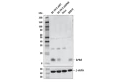 Cell Signaling Technology&nbsp;SPAR D9P9T Rabbit mAb 100 ul