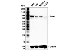 Cell Signaling Technology&nbsp;FoxK1 E4D1V Rabbit mAb 100 u