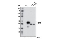 Cell Signaling Technology&nbsp;EGR3 Antibody 100 ul