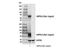 Cell Signaling Technology&nbsp;AMPK-gamma-3 Antibody 20 ul