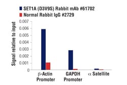 Cell Signaling Technology SET1/COMPASS Antibody Sampler