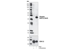 Cell Signaling Technology Phospho-GSK-3-beta Ser9 5B3