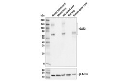 Cell Signaling Technology&nbsp;GAT3 Antibody 100 ul