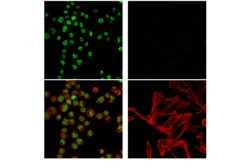 Cell Signaling Technology&nbsp;HNF1-alpha E3H9V Rabbit mAb