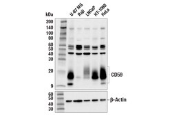 Cell Signaling Technology&nbsp;CD59 E7F7G Rabbit mAb 100 ul