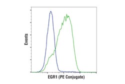 Cell Signaling Technology EGR1 44D5 Rabbit mAb PE Con