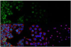 Cell Signaling Technology&nbsp;ID1 F2M1J Rabbit mAb IF/Flo