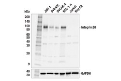 Cell Signaling Technology&nbsp;Integrin beta-8 F1H4B Rabbit