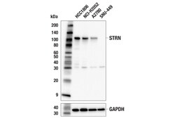 Cell Signaling Technology&nbsp;STRN E6E3N Rabbit mAb 100 ul