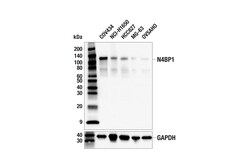 Cell Signaling Technology&nbsp;N4BP1 E8H5E Rabbit mAb 100 u