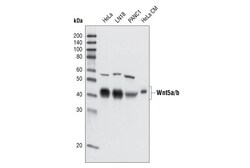 Cell Signaling Technology&nbsp;Wnt5a/b C27E8 Rabbit mAb 20