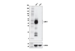 Cell Signaling Technology LAIR-1 E7X6I XPR Rabbit mA