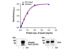 Cell Signaling Technology&nbsp;PathScanR RP Total Stat1 San