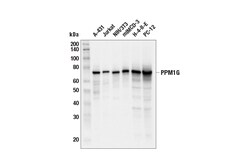 Cell Signaling Technology&nbsp;PPM1G E7J2F Rabbit mAb 100 u