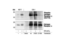 Cell Signaling Technology&nbsp;Phospho-Estrogen Receptor alph