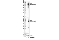 Cell Signaling Technology&nbsp;TNFRSF8/CD30 E7E4D XPR Rab