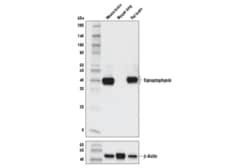 Cell Signaling Technology Synaptophysin D8F6H XPR Ra
