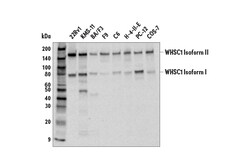 Cell Signaling Technology&nbsp;WHSC1 E6D2X Rabbit mAb 100 u