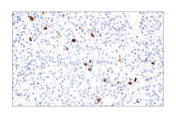 Cell Signaling Technology&nbsp;B3GAT1 NK-1 Mouse mAb 100 ul