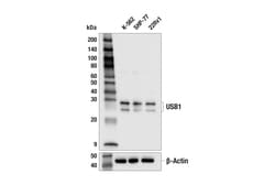 Cell Signaling Technology&nbsp;USB1 F4R5D Rabbit mAb 100 ul
