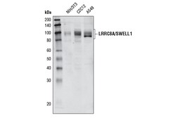 Cell Signaling Technology&nbsp;LRRC8A/SWELL1 Antibody 100 ul