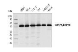 Cell Signaling Technology&nbsp;NCBP1/CBP80 D7Z2Z Rabbit mAb