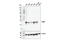 Cell Signaling Technology&nbsp;NNMT Antibody 100 ul
