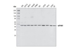 Cell Signaling Technology&nbsp;eIF4A1 Antibody 20 ul