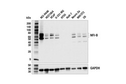 Cell Signaling Technology&nbsp;NFI-B E5L7U Rabbit mAb 100 u