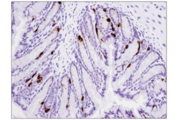 Cell Signaling Technology&nbsp;PYY D1K3Q Rabbit mAb 100 ul