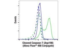 Cell Signaling Technology Cleaved Caspase-7 Asp198 D6