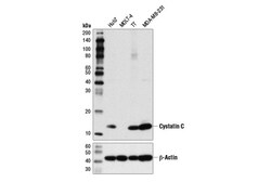 Cell Signaling Technology&nbsp;Cystatin C D6U3E Rabbit mAb