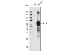 Cell Signaling Technology&nbsp;DLL3 G93 Antibody 20 ul