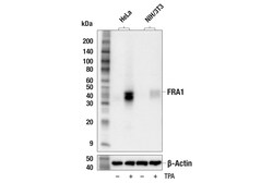 Cell Signaling Technology&nbsp;FRA1 F2C9L Rabbit mAb 100 ul