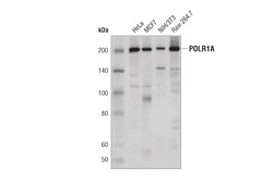 Cell Signaling Technology&nbsp;POLR1A D6S6S Rabbit mAb 100