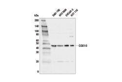 Cell Signaling Technology&nbsp;COX10 E6K4D Rabbit mAb 100 u